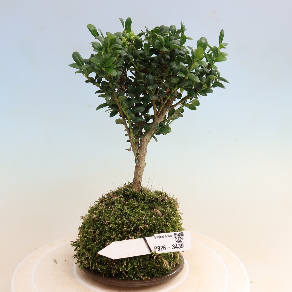 Kokedama z podstawką – Ilex crenata – ostrokrzew