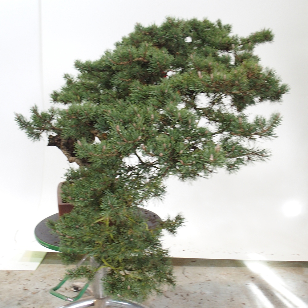 Yamadori - Pinus sylvestris Hiszpania
