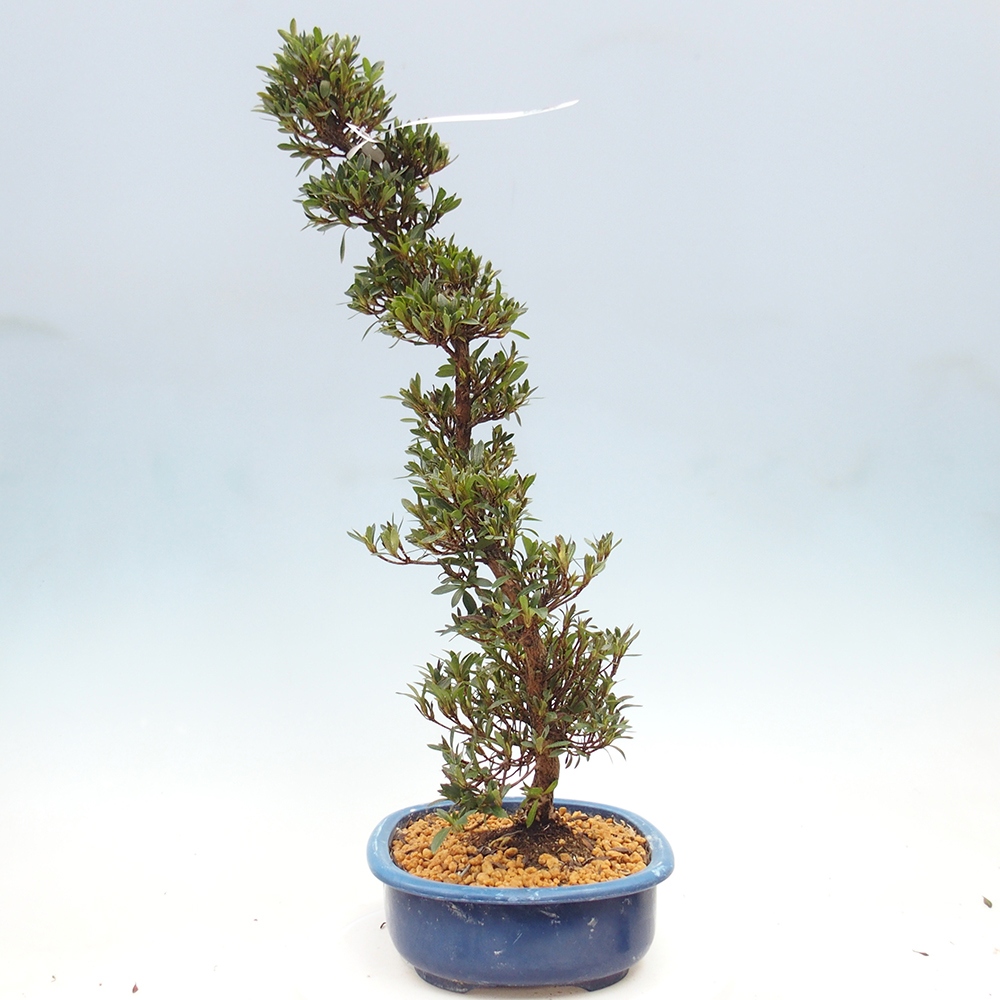 Bonsai zewnętrzne - Azalia japońska - Azalia Hakurin