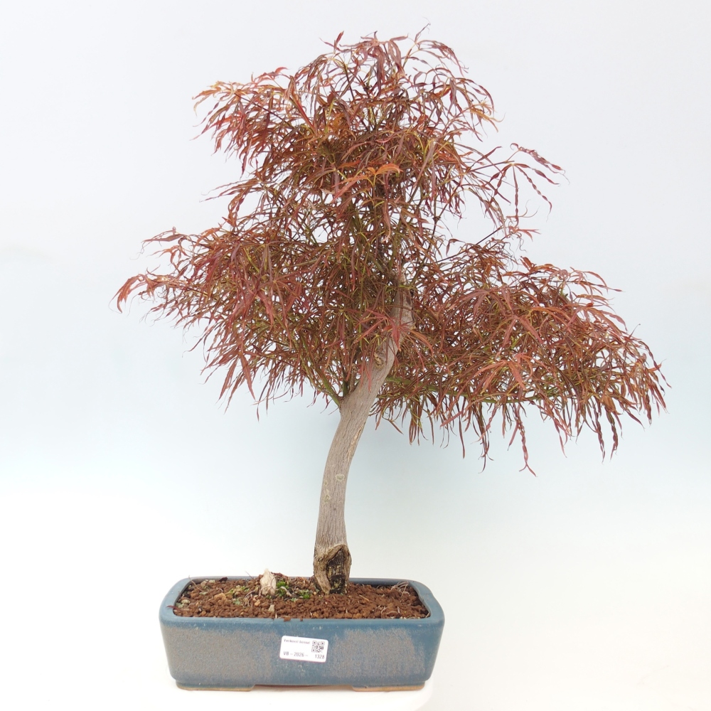 Bonsai zewnętrzne - Acer palmatum RED PYGMY