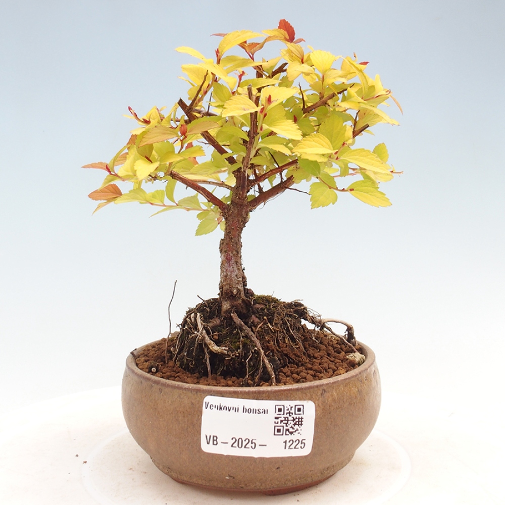 Outdoor bonsai - Spirae Aurea