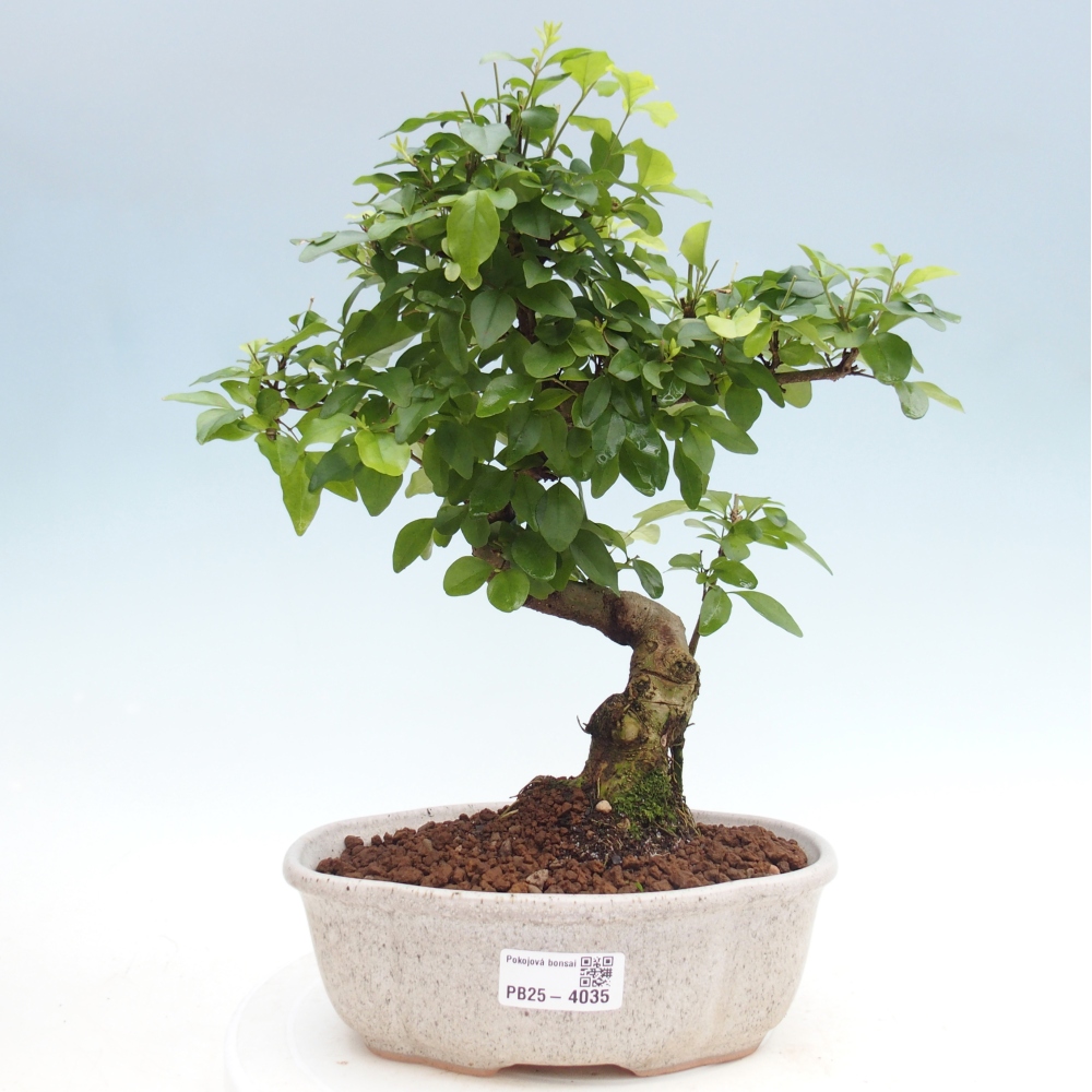 Pokój bonsai - Ligustrum chinensis - Dziób ptaka