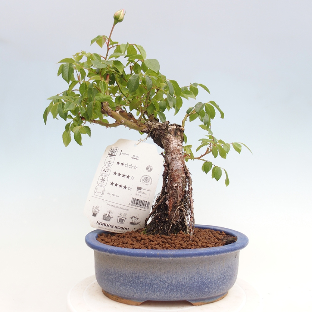 Bonsai na zewnątrz - Rosa Kordes - róża 