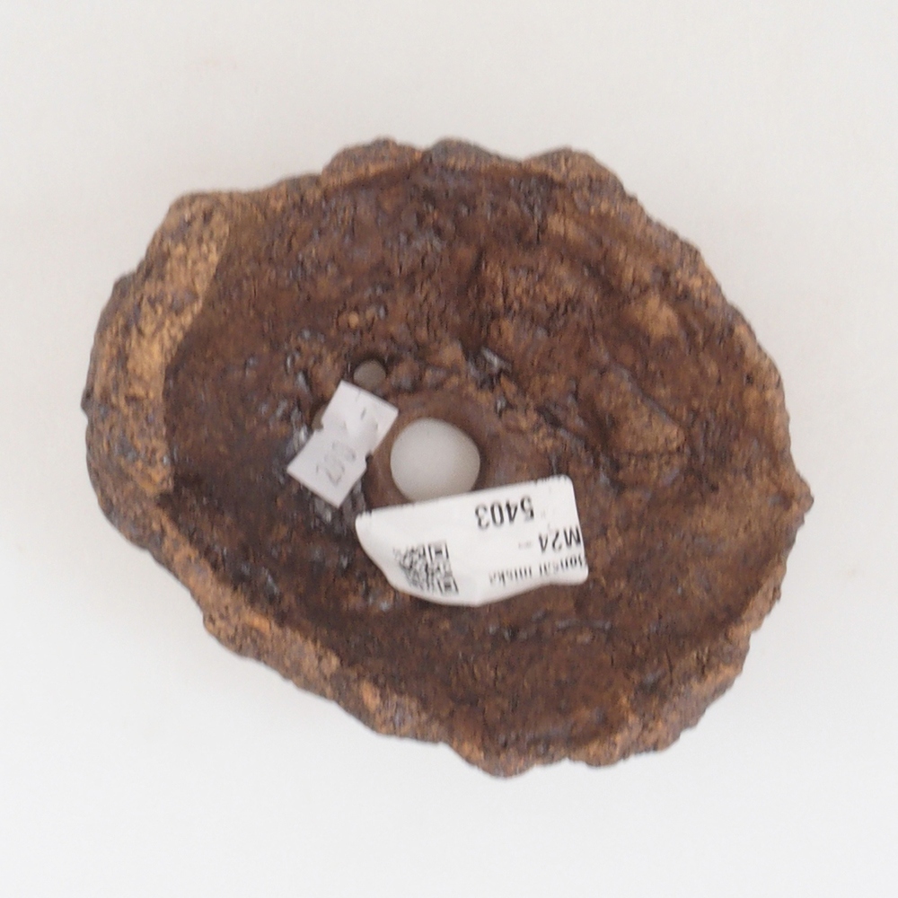 Muszla ceramiczna 10 x 8 x 10 cm, kolor brązowy