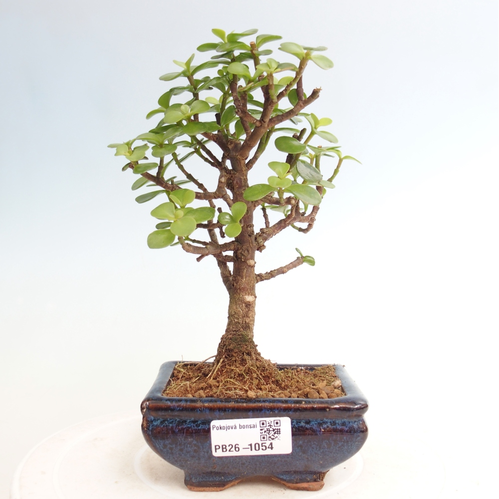Pokój bonsai - Portulakaria Afra - Tlustice