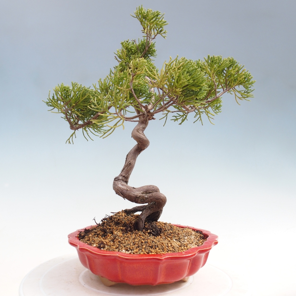Outdoor bonsai - Juniperus chinensis Kishu
