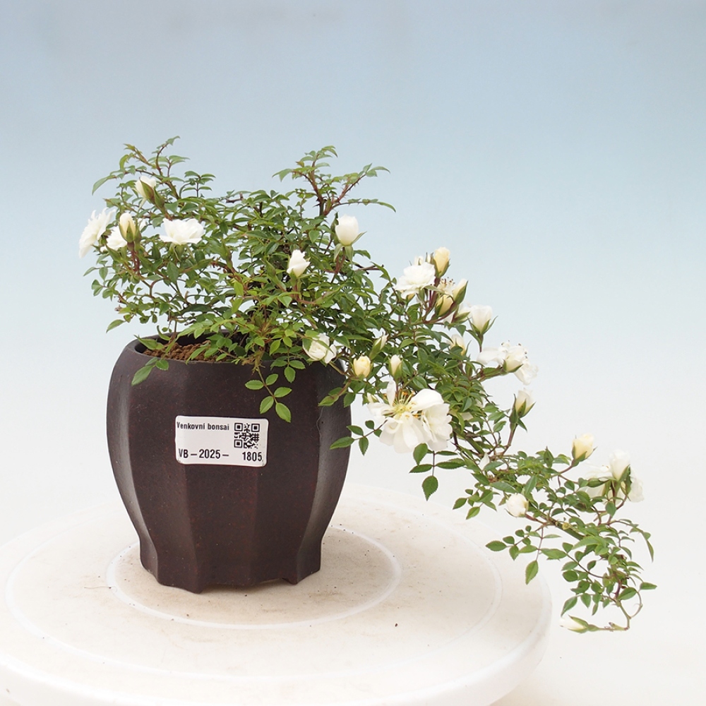 Bonsai na zewnątrz - Rosa Sea Foam - róża 