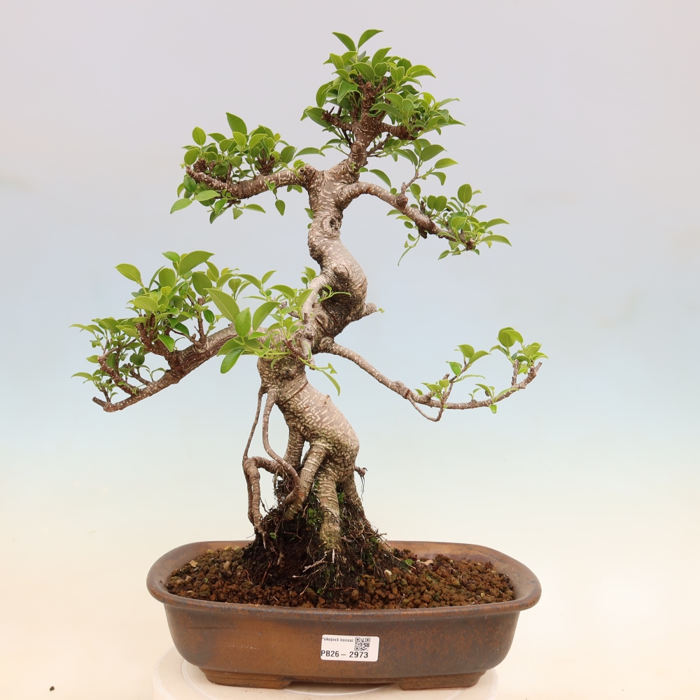 Pokój bonsai - Ficus kimmen - figowiec drobnolistny
