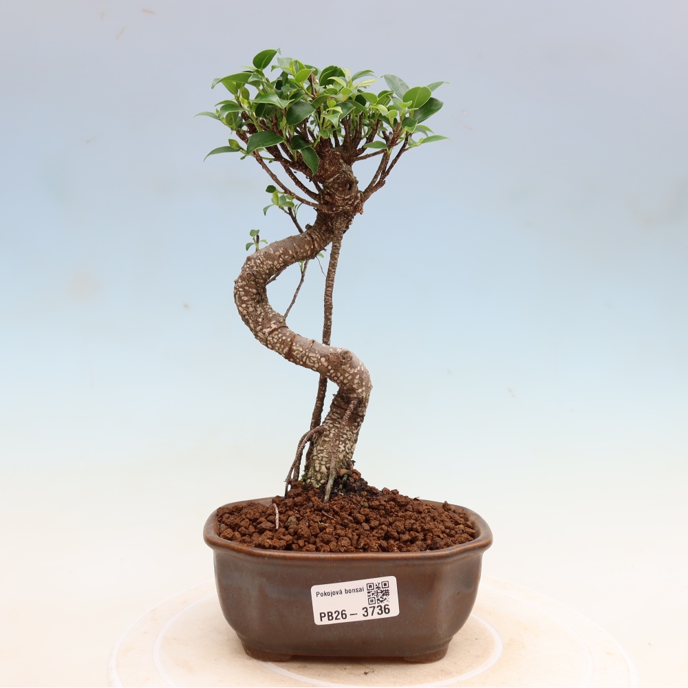 Pokój bonsai - Ficus kimmen - figowiec drobnolistny