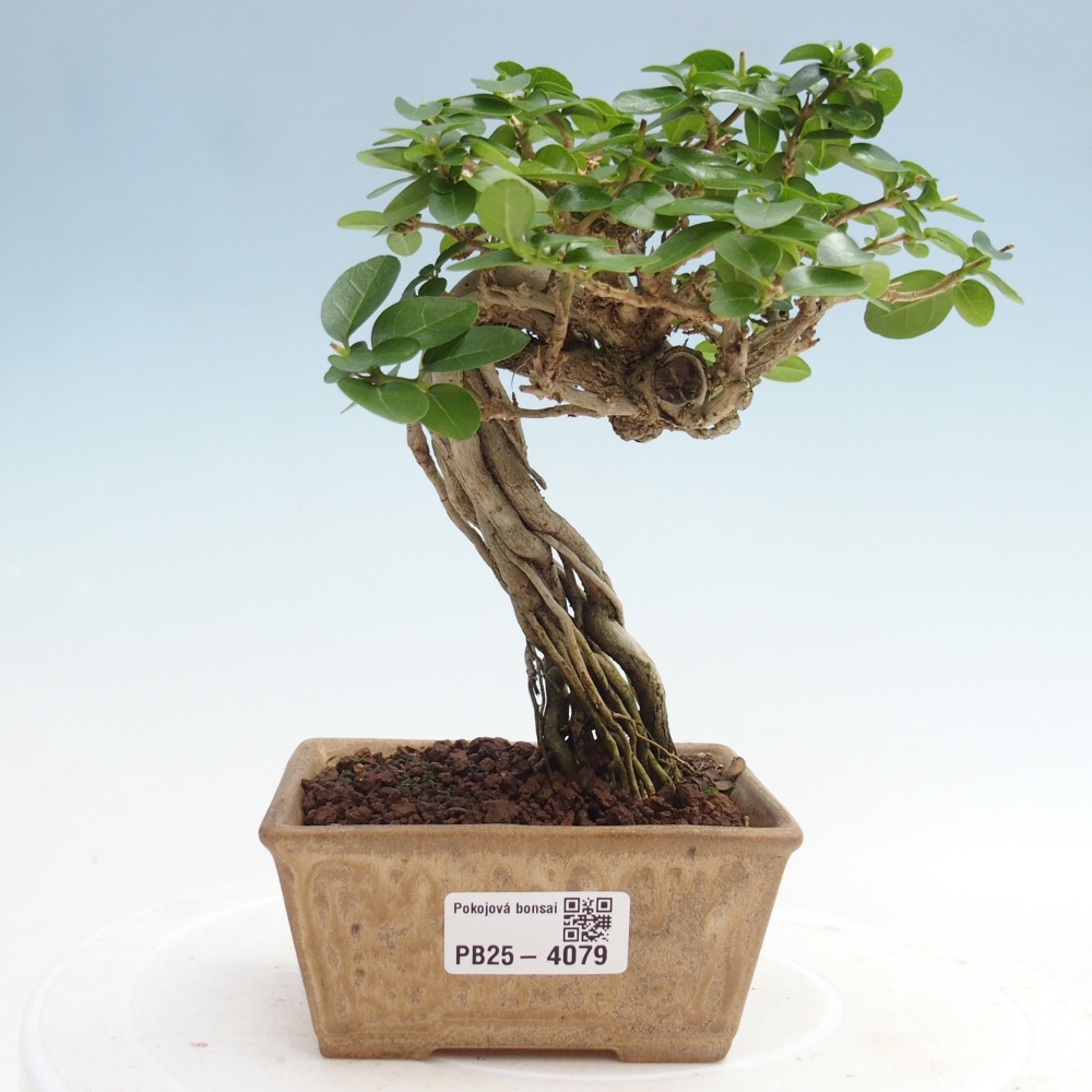 Indoor bonsai - Premna serratifolia - Kozlovna malolista