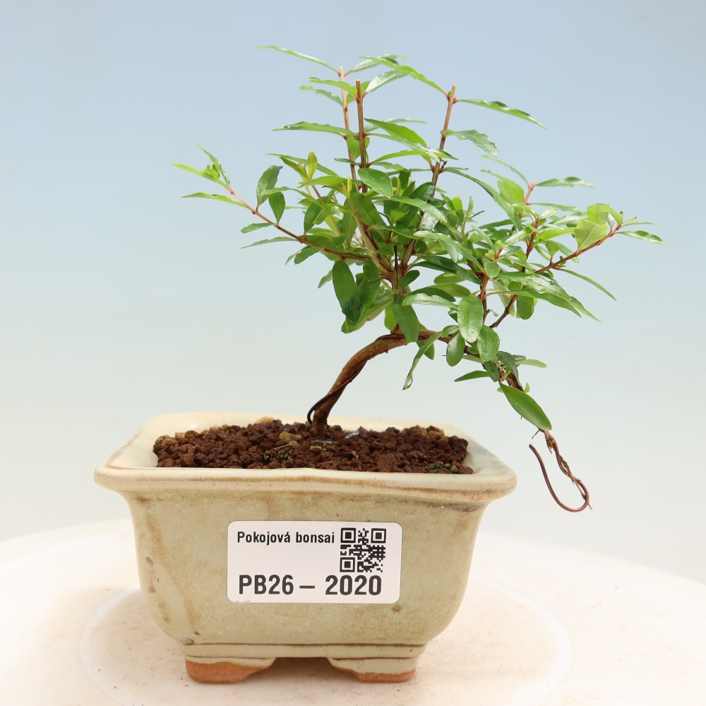 Pokój bonsai - PUNICA granatum nana - jabłko granatu
