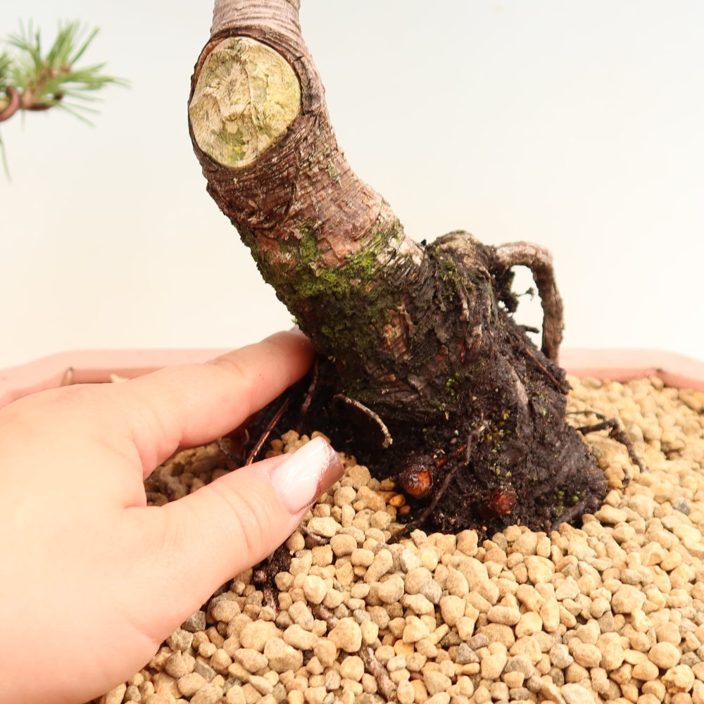 Bonsai ogrodowe – Pinus mugo Humpy – sosna karłowata