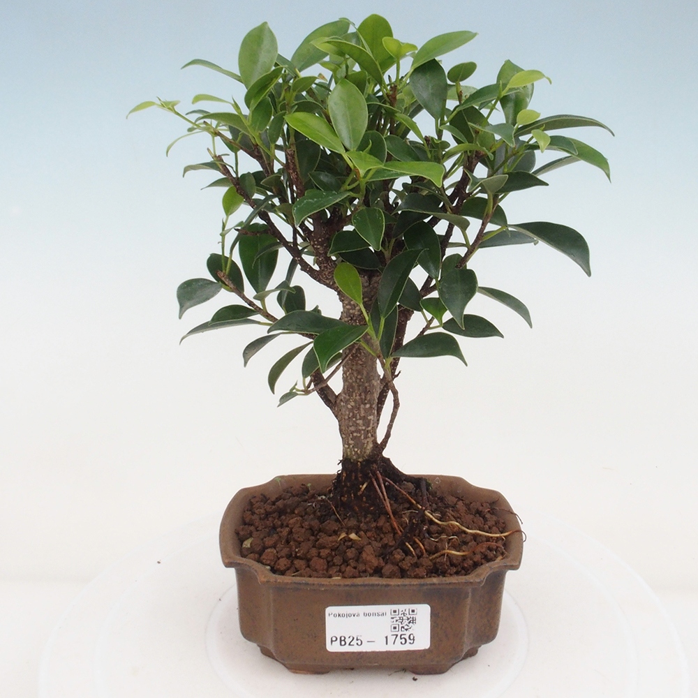 Pokojová bonsai - Ficus retusa - malolistý fíkus
