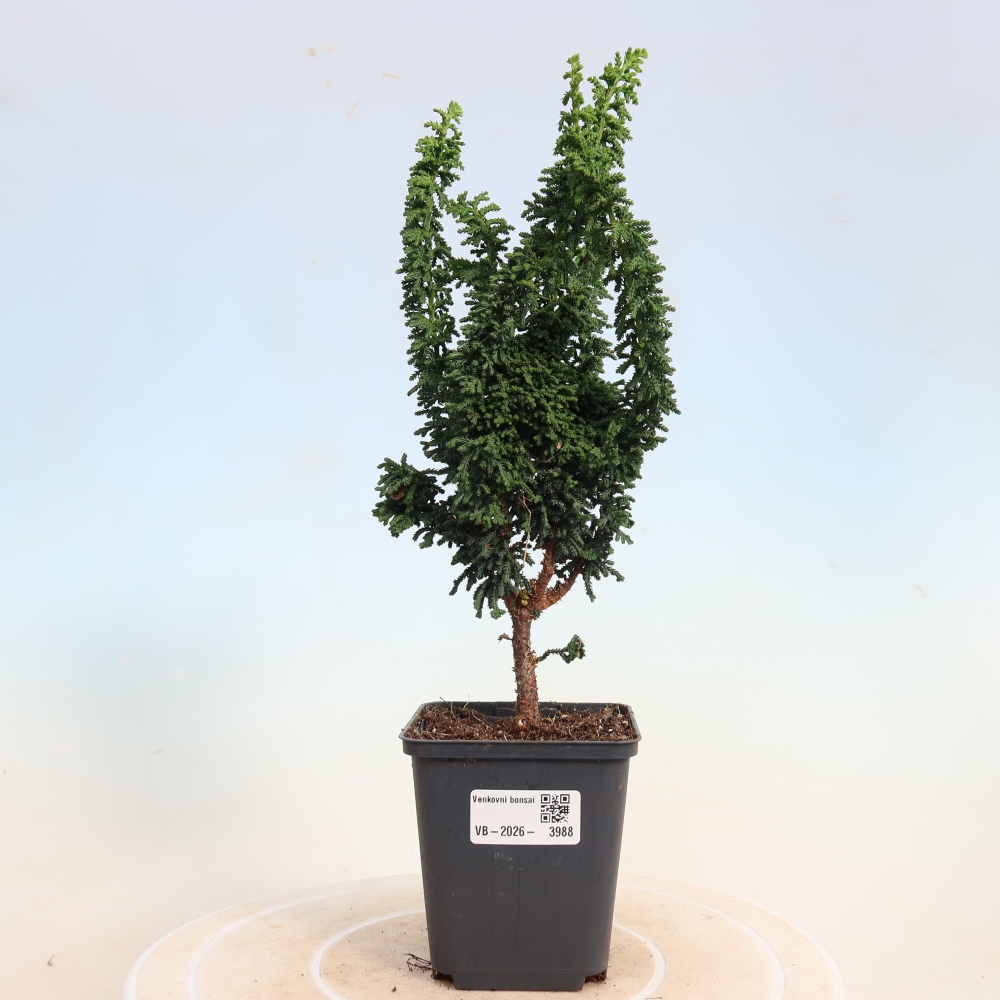 Bonsai zewnętrzne - Cham. obtusa SEKKA HINOKI - Cyprys