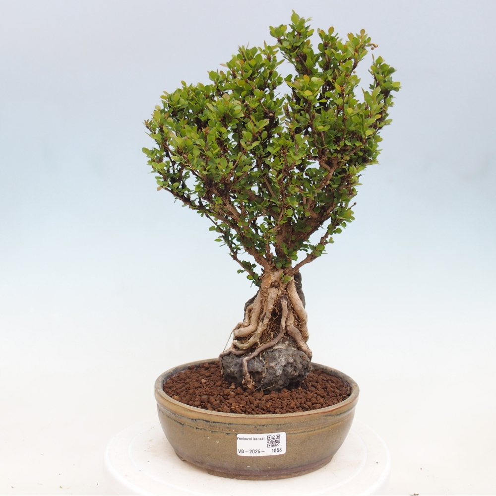 Bonsai zewnętrzne - Berberis coreana