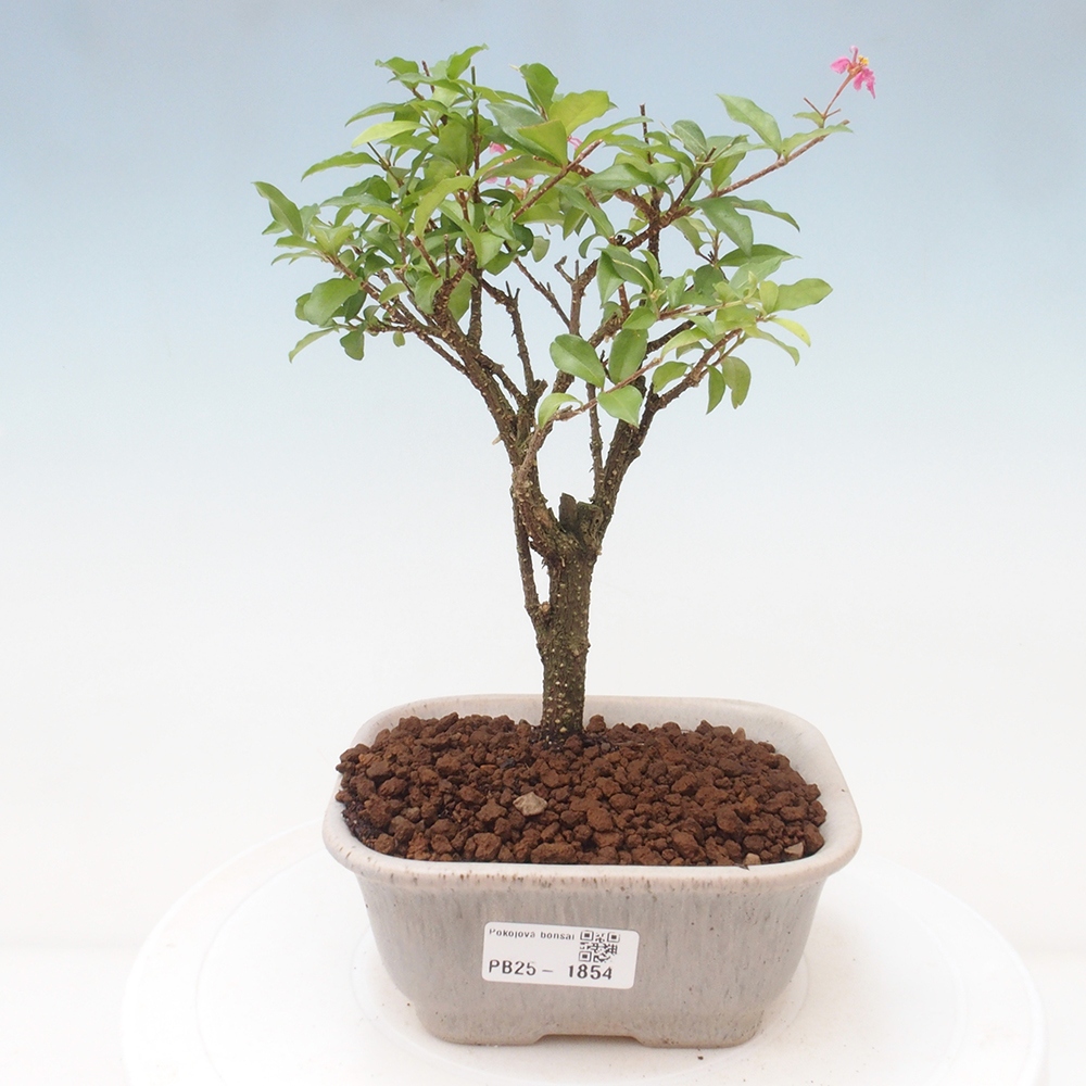 Bonsai pokojowe - Malpighia coccigera - Wiśnia Barbdorska