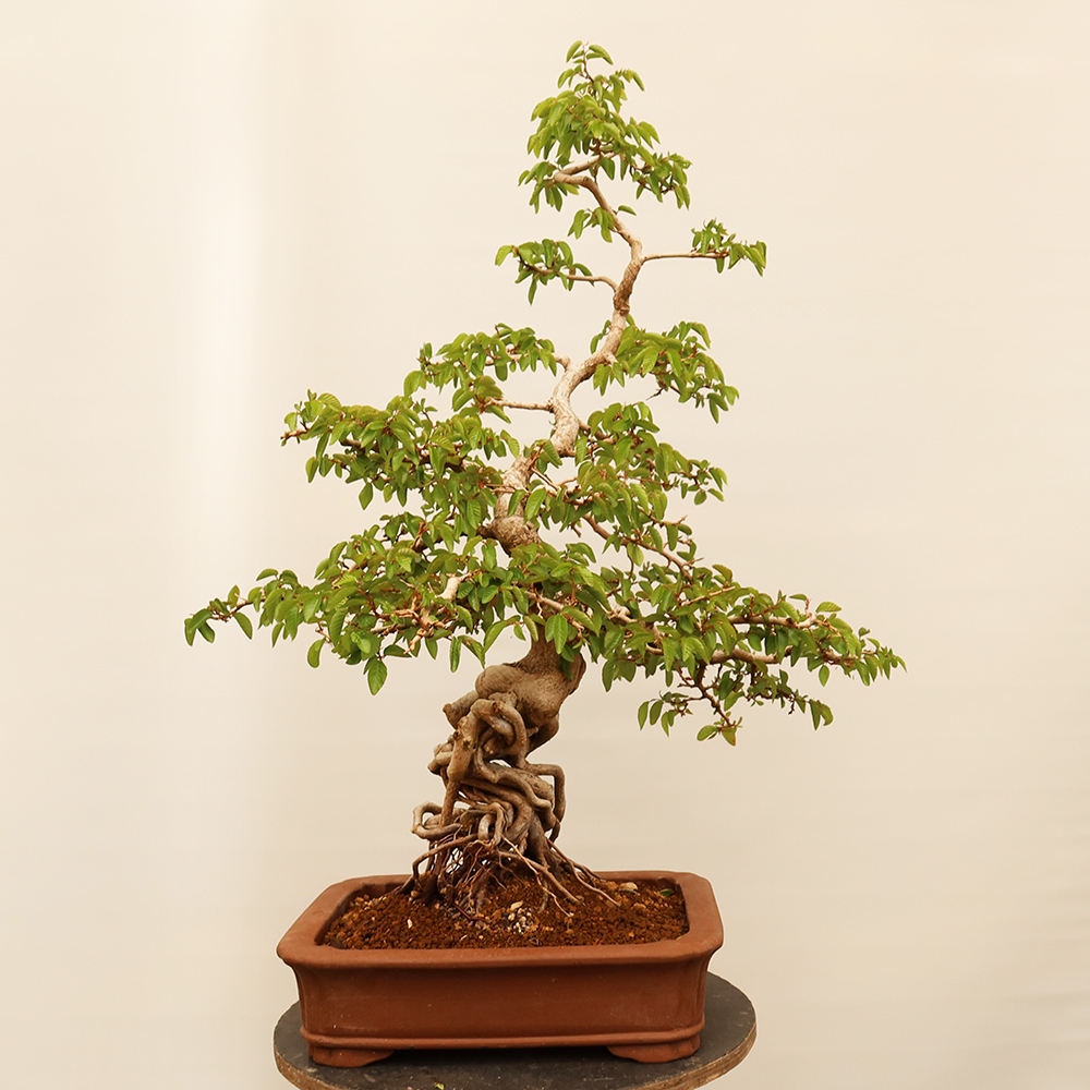 Bonsai plenerowe - Carpinus Coreana - grab koreański