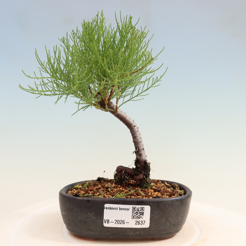 Bonsai ogrodowe – Tamaryszek – Tamarix