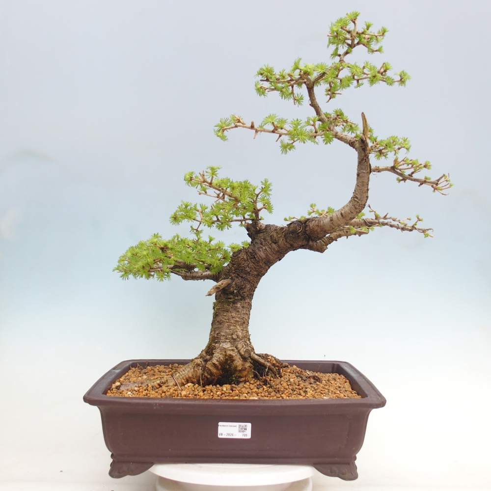 Outdoor bonsai -Larix decidua - Modrzew - Tylko transport paletowy