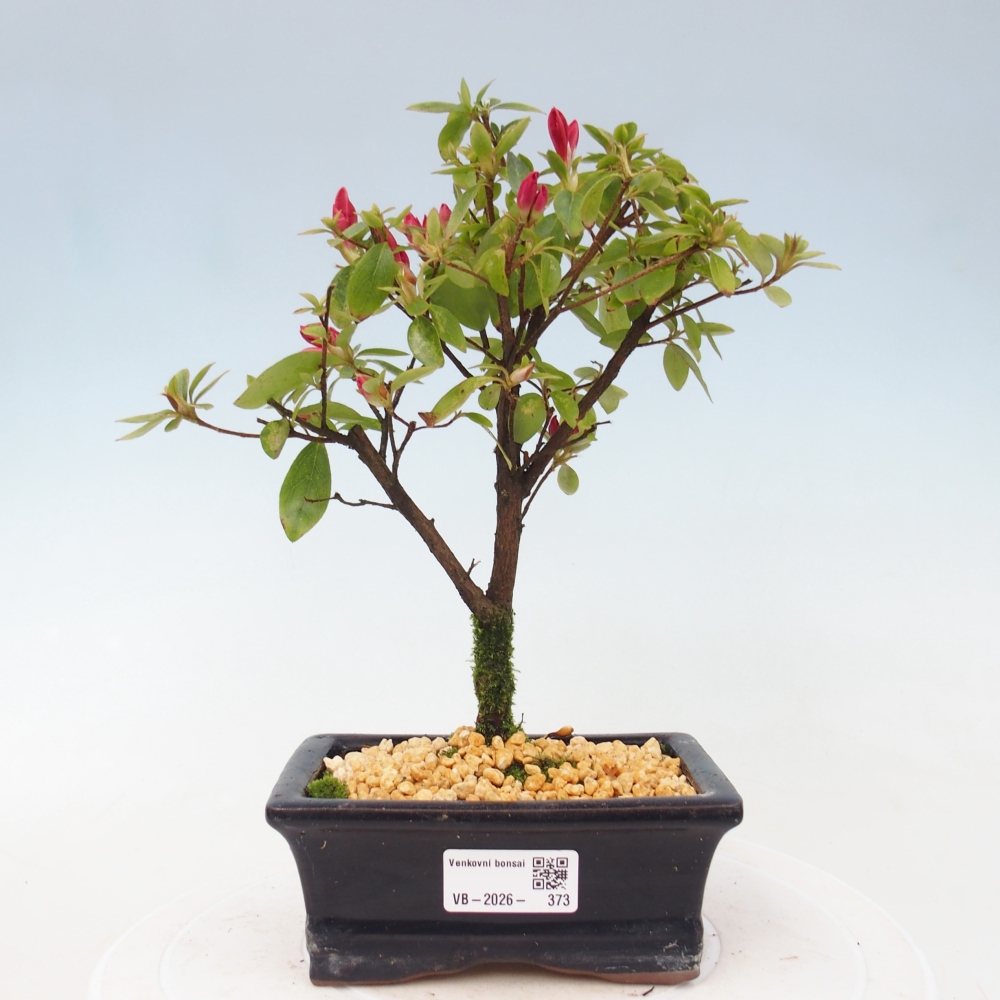 Outdoor bonsai - Azalia japońska - Azalea sp.
