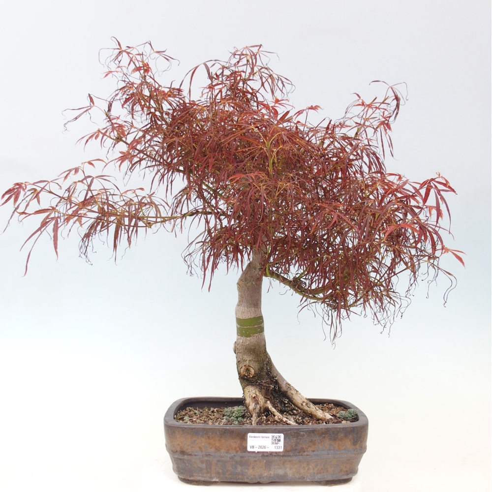 Bonsai zewnętrzne - Acer palmatum RED PYGMY