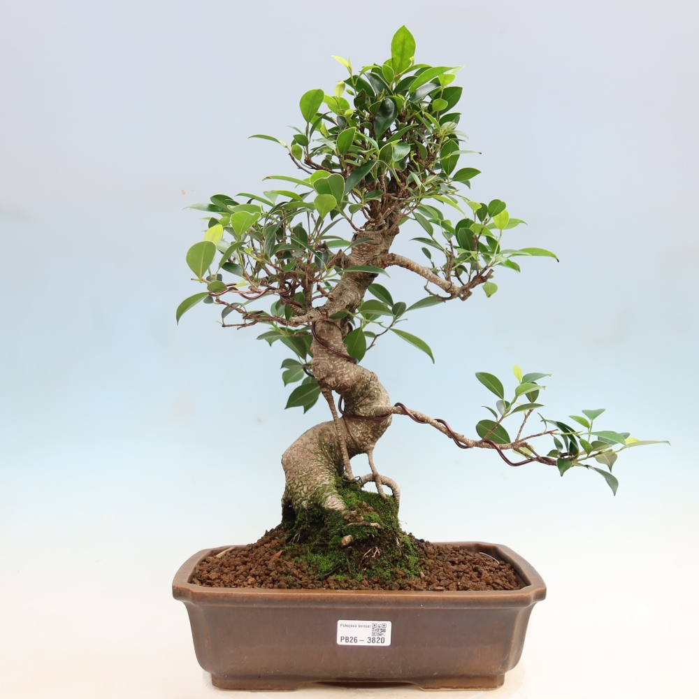 Pokój bonsai - Ficus kimmen - figowiec drobnolistny