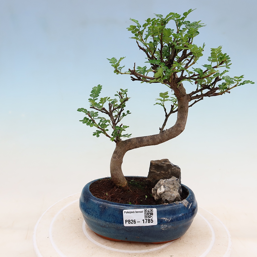 Pokój bonsai - Zantoxylum piperitum - drzewo pieprzowe