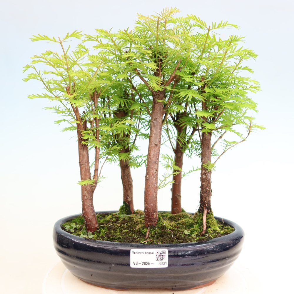 Bonsai ogrodowe – Metasequoia glyptostroboides – metasekwoja chińska – zagajnik