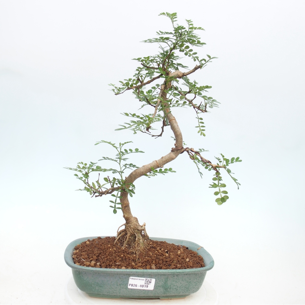 Pokój bonsai - Zantoxylum piperitum - drzewo pieprzowe