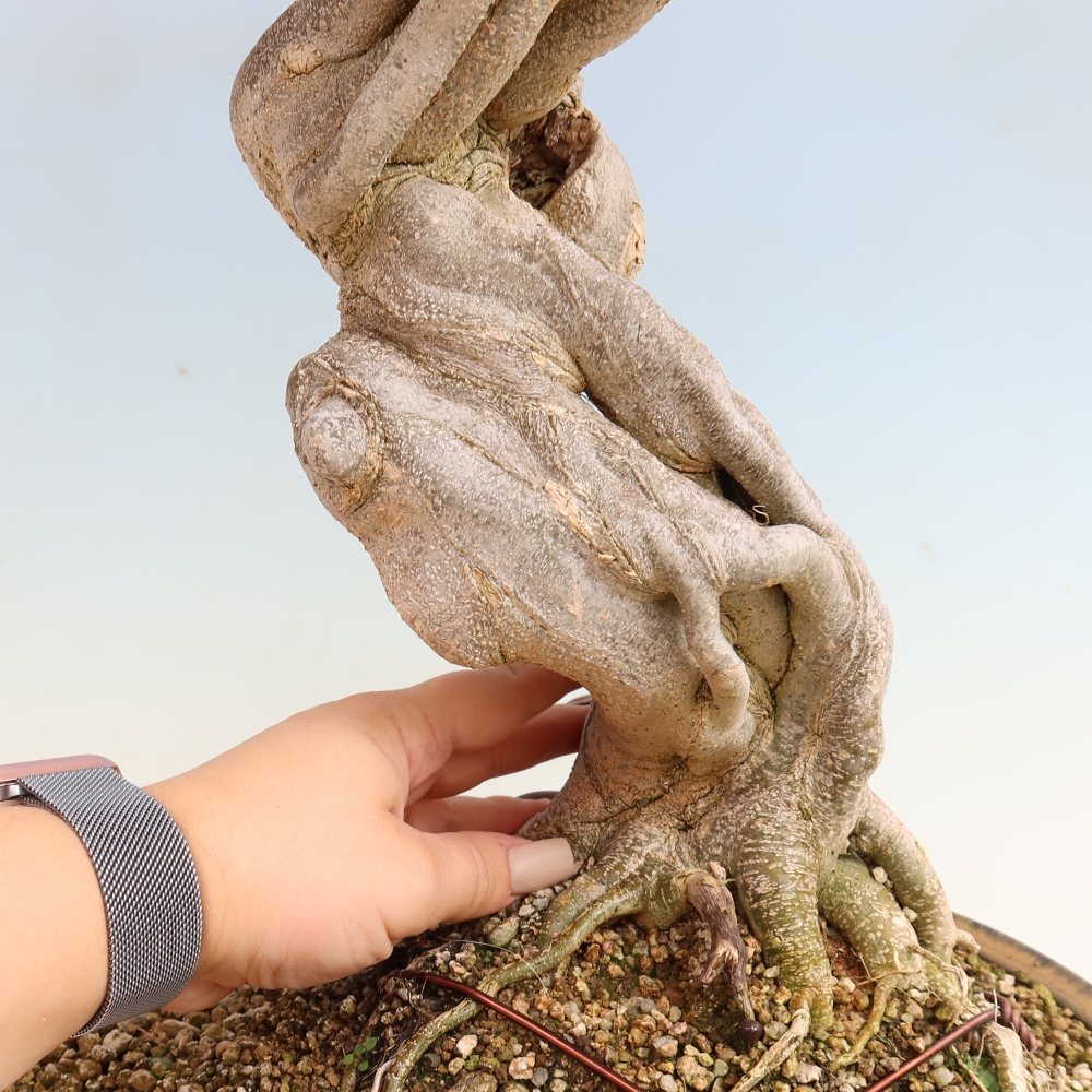 Outdoor bonsai - Acer Buergerianum - Klon Burger