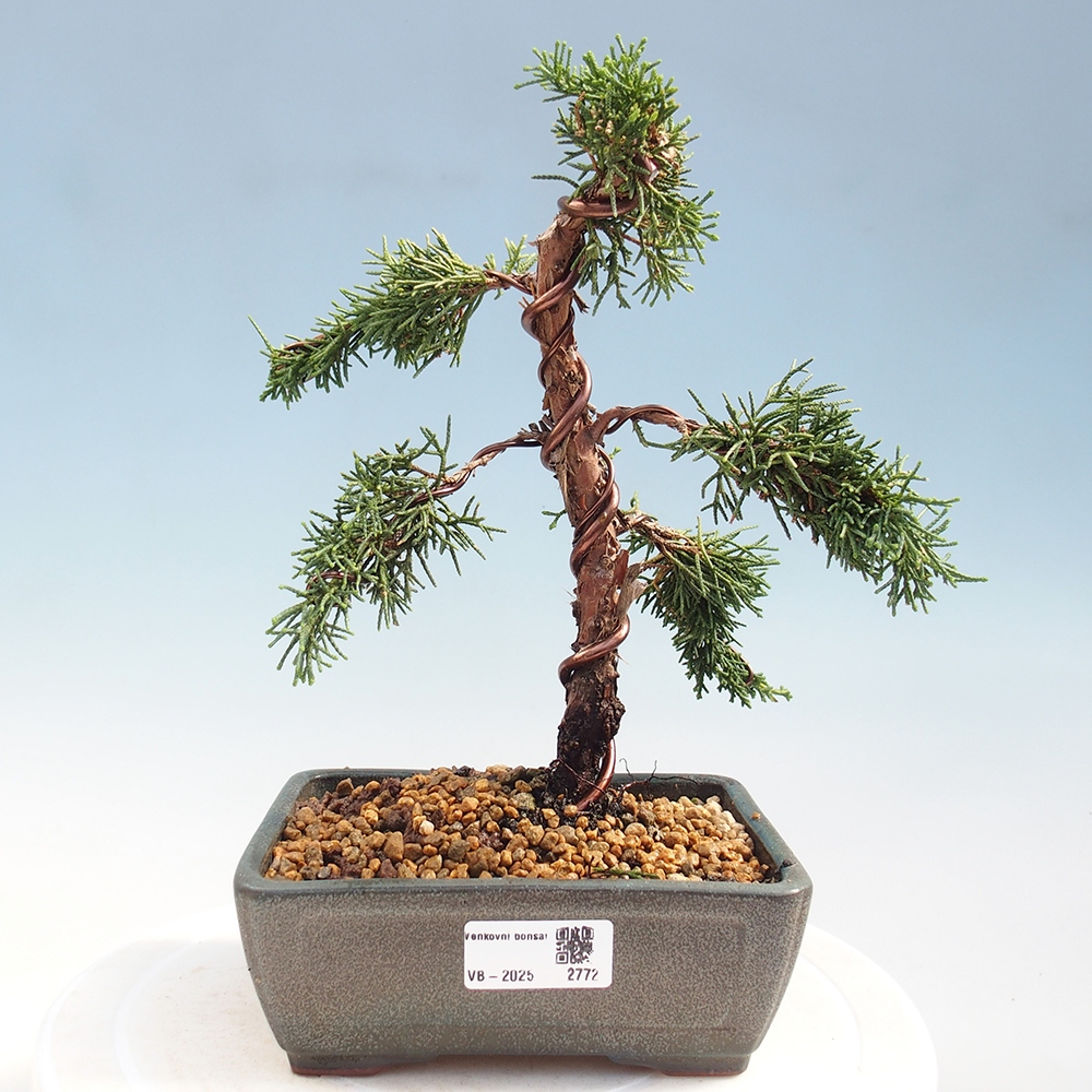 Bonsai zewnętrzne - Juniperus chinensis Kishu - Jałowiec chiński