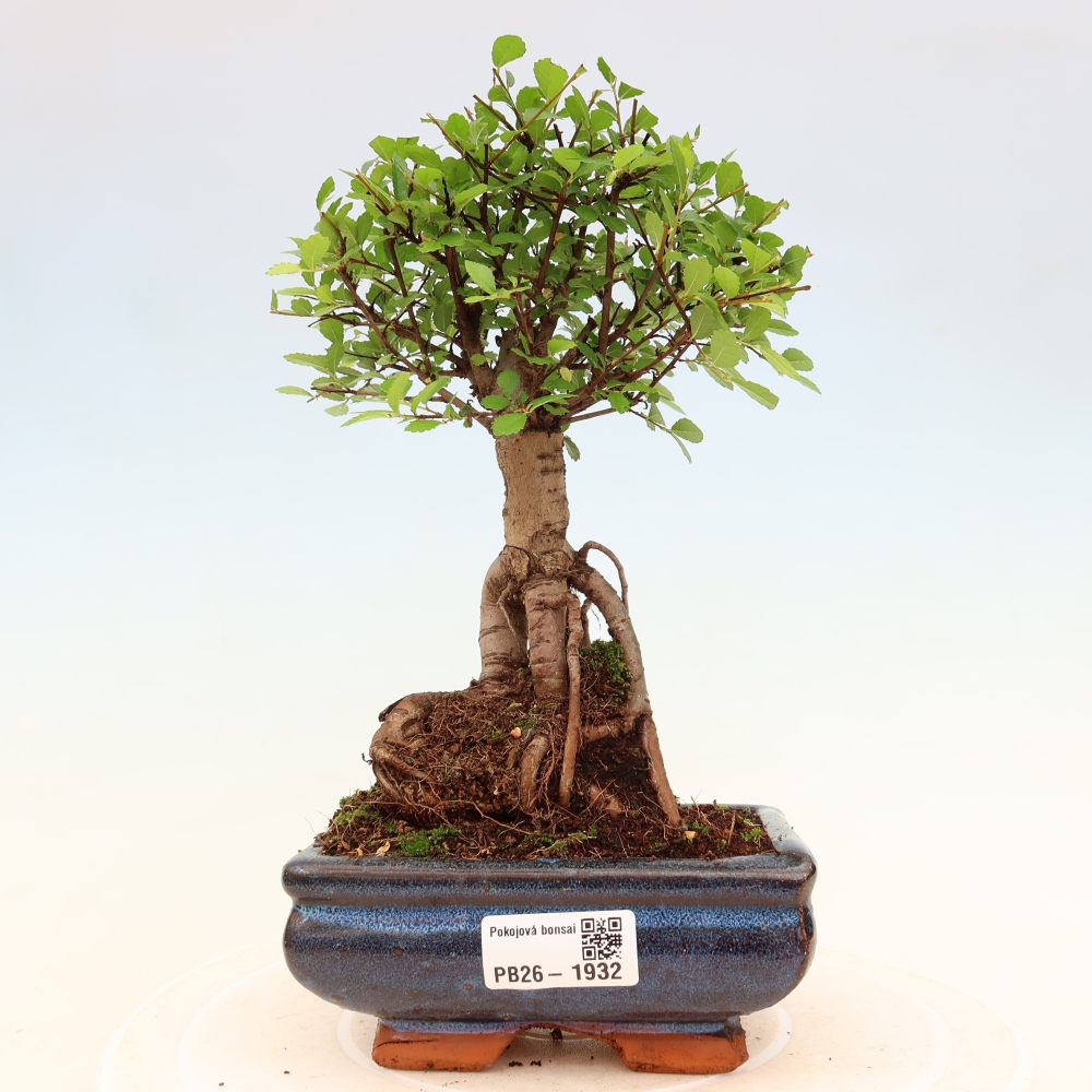 Pokój bonsai - Ulmus parvifolia - Wiąz drobnolistny