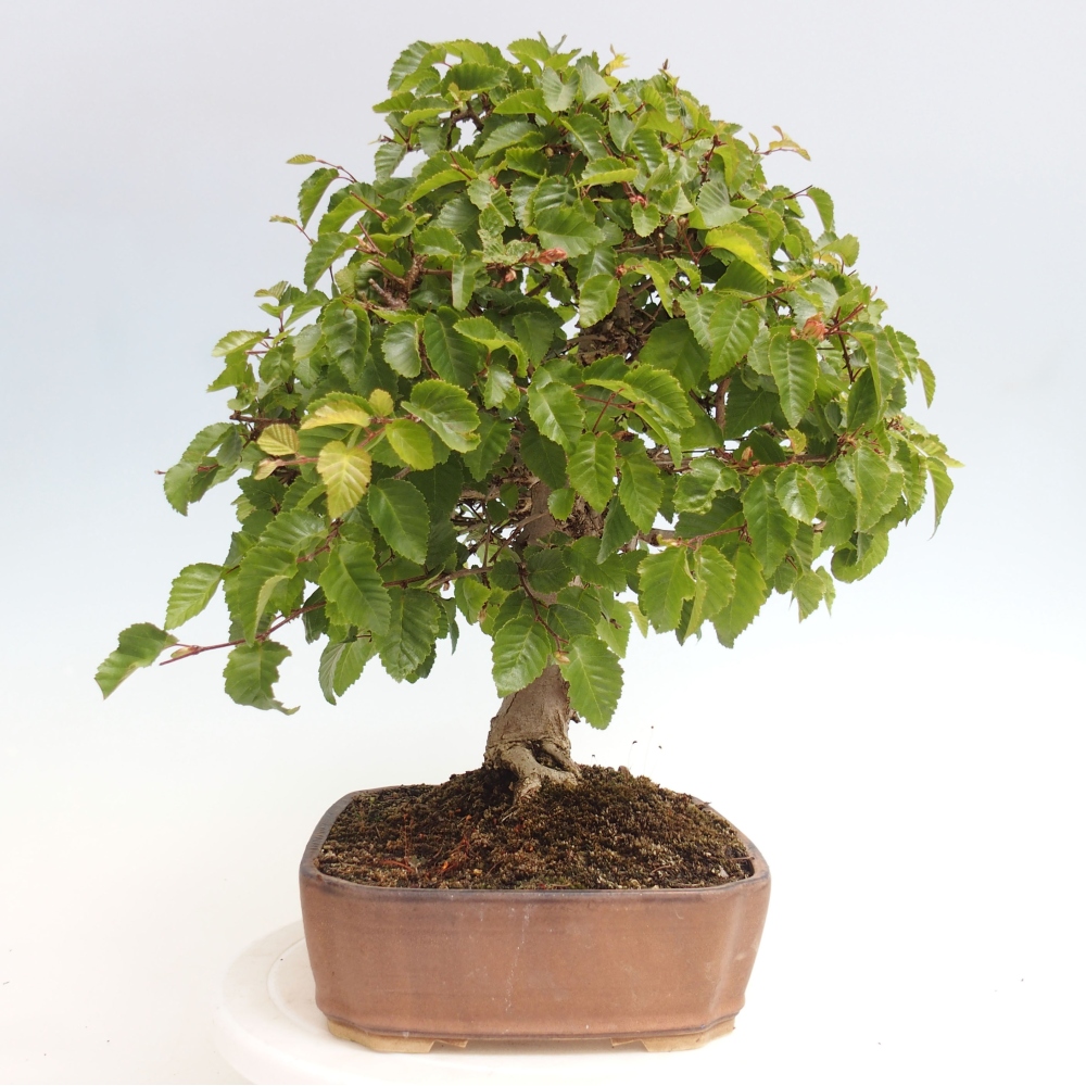 Bonsai zewnętrzne -Carpinus CARPINOIDES - grab koreański