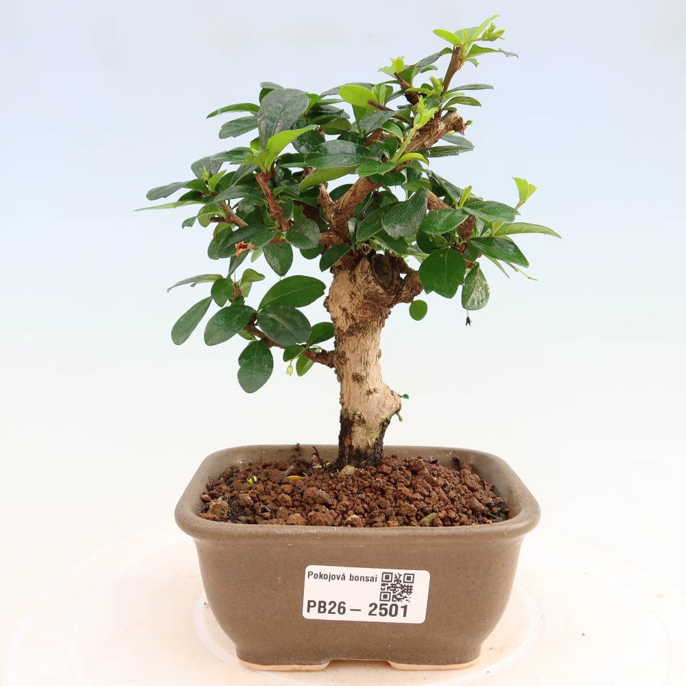 Bonsai pokojowe - Carmona macrophylla - Tea fuki