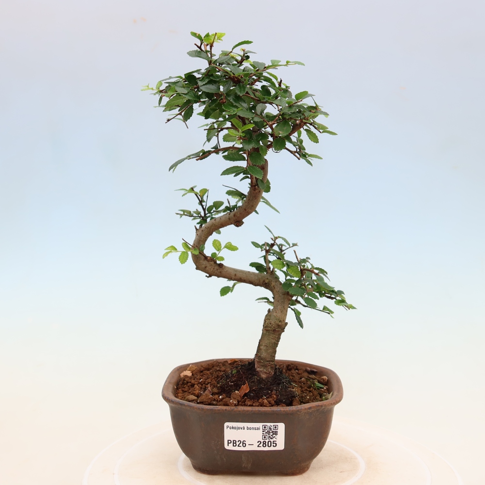 Pokój bonsai - Ulmus parvifolia - Wiąz drobnolistny