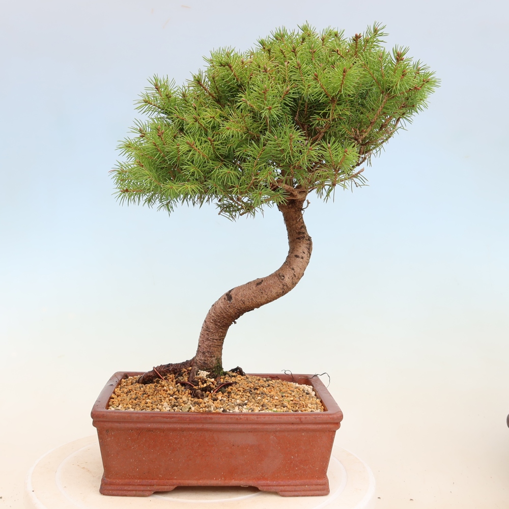 Outdoor bonsai - Świerk pospolity - Picea glauca globe