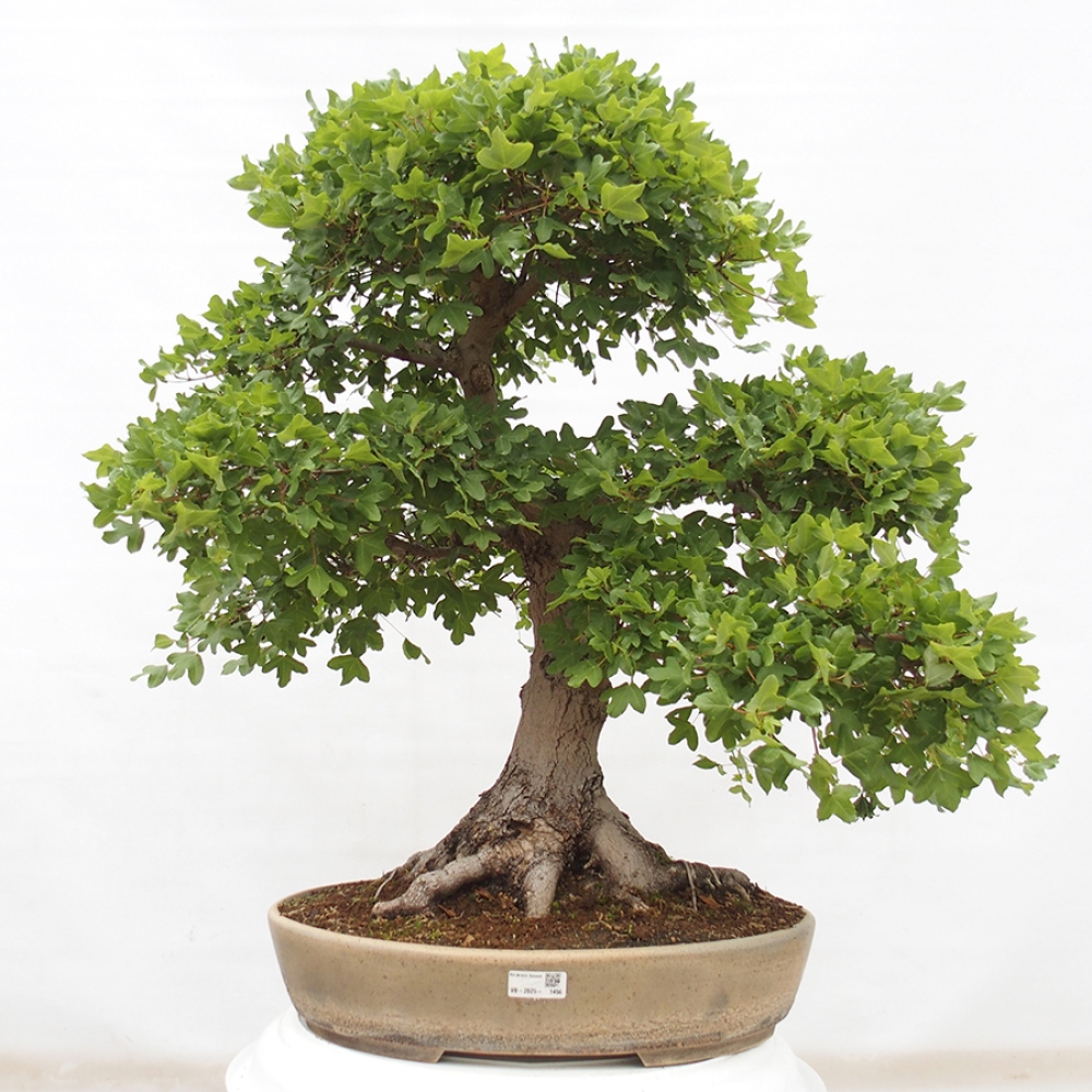 Bonsai zewnętrzne - Klon Francuski - Acer Nonspessulanum