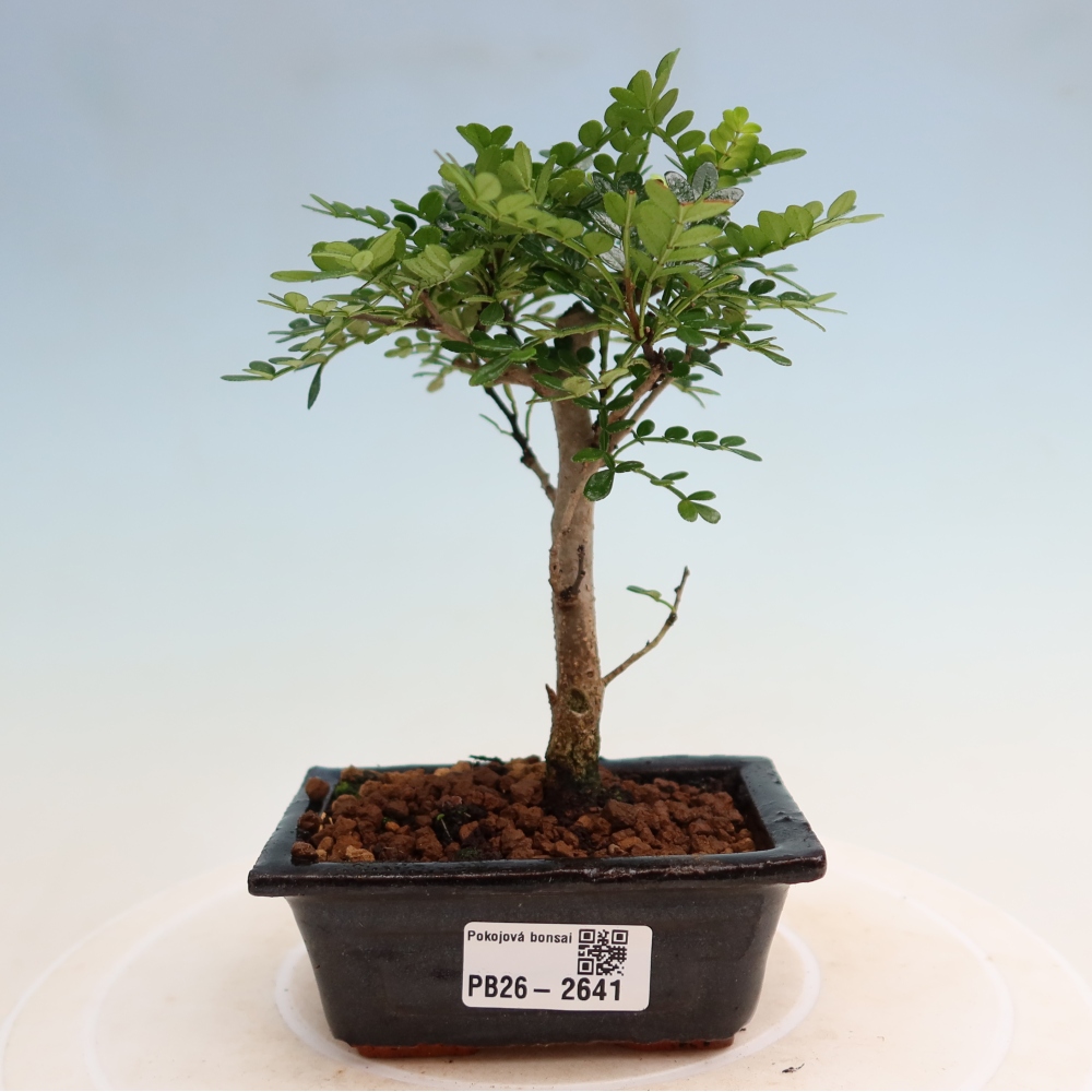 Pokój bonsai - Zantoxylum piperitum - drzewo pieprzowe