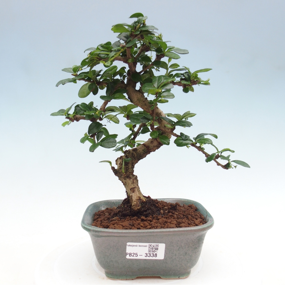 Bonsai wewnętrzne - Carmona makrophylla - Herbata Fuki