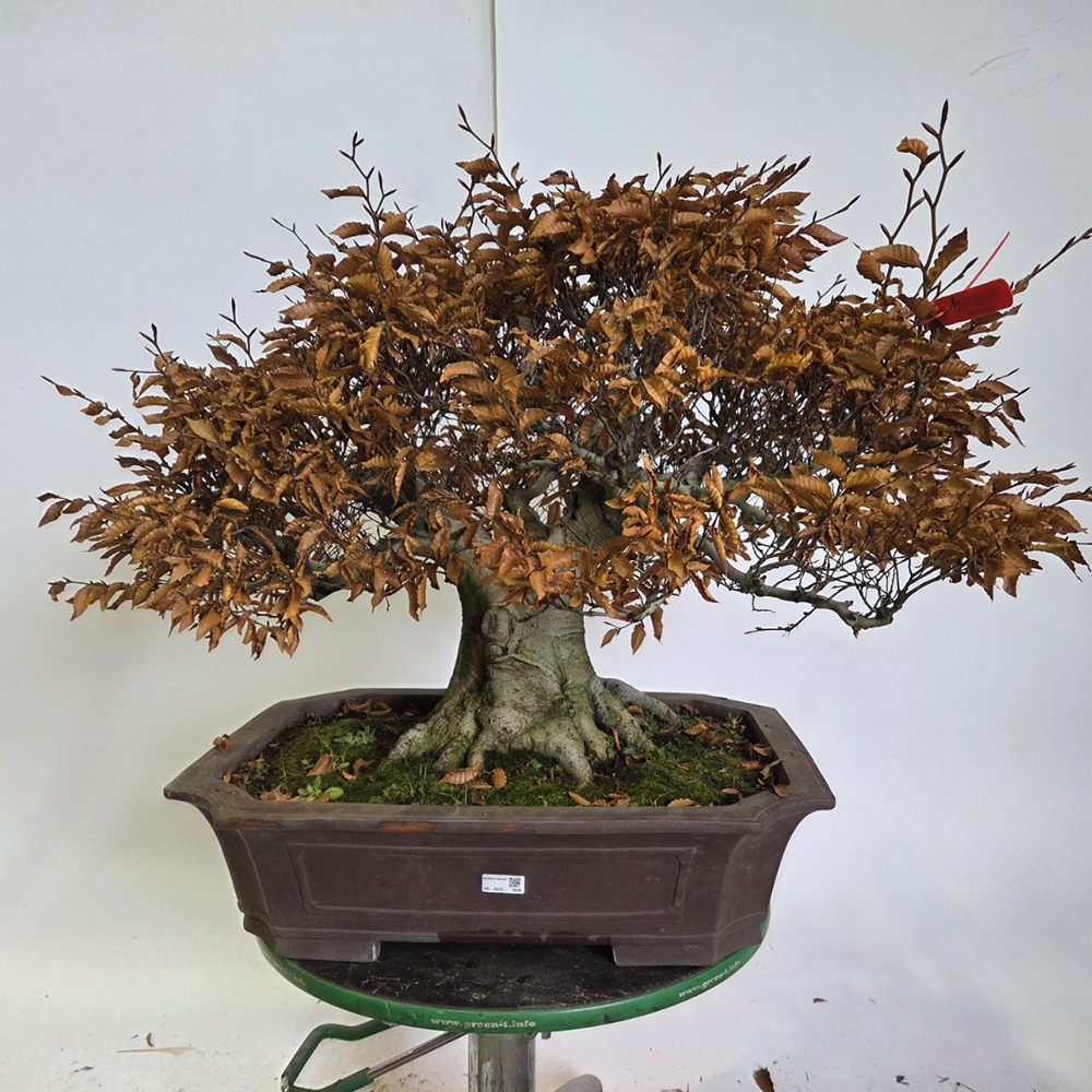 Outdoor bonsai -Fagus crenata