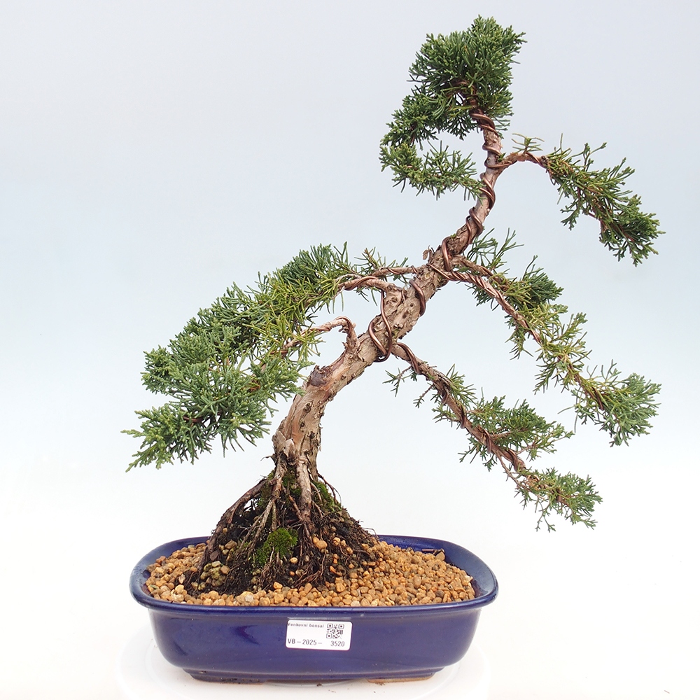 Outdoor bonsai - Juniperus chinensis Kishu