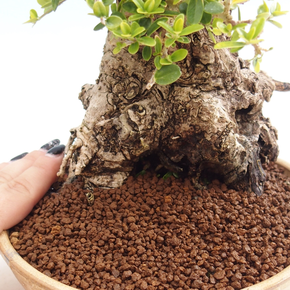 Kryte bonsai - Olea europaea sylvestris - Europejska oliwa z małych liści