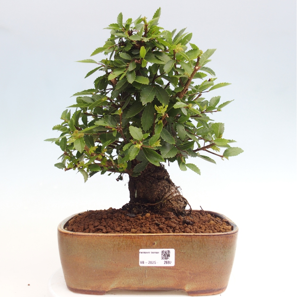 Outdoor bonsai - Zelkova - Zelkova NIRE