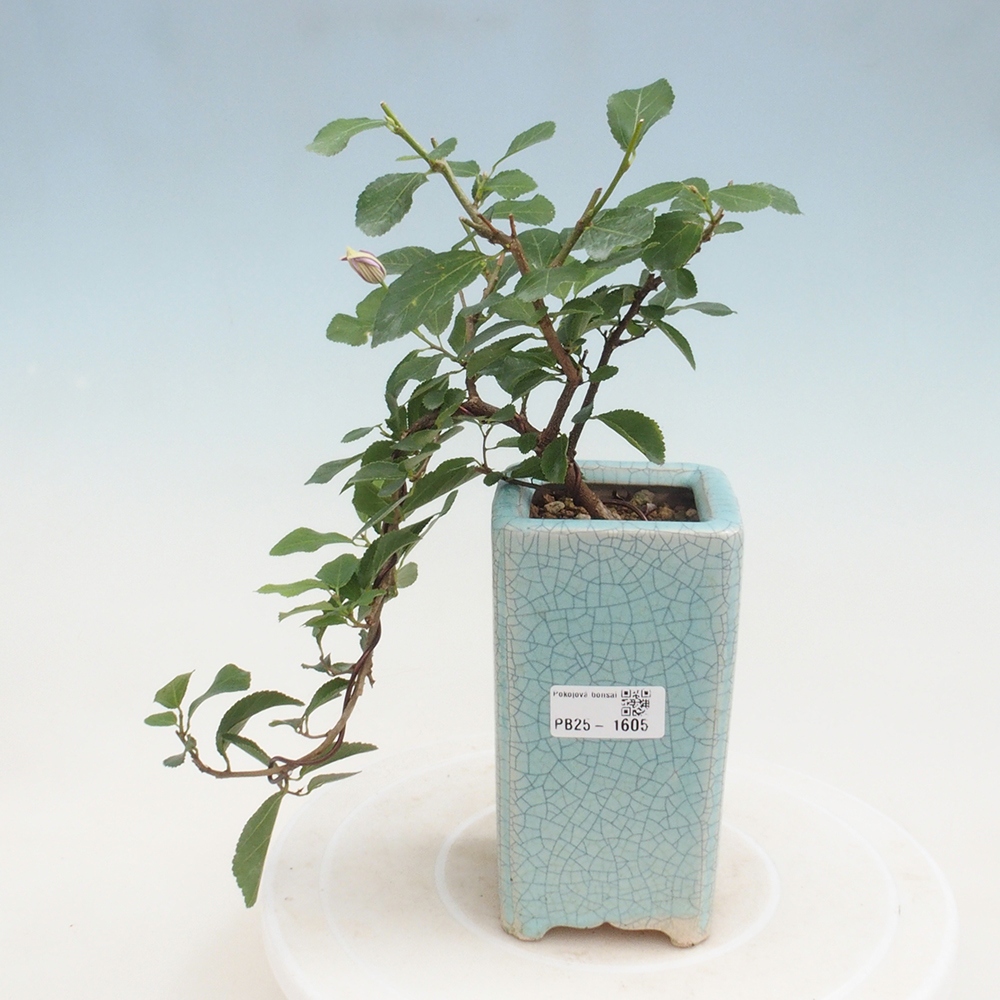 Kryty bonsai - Grewia occidentalis - Lawendowa gwiazda
