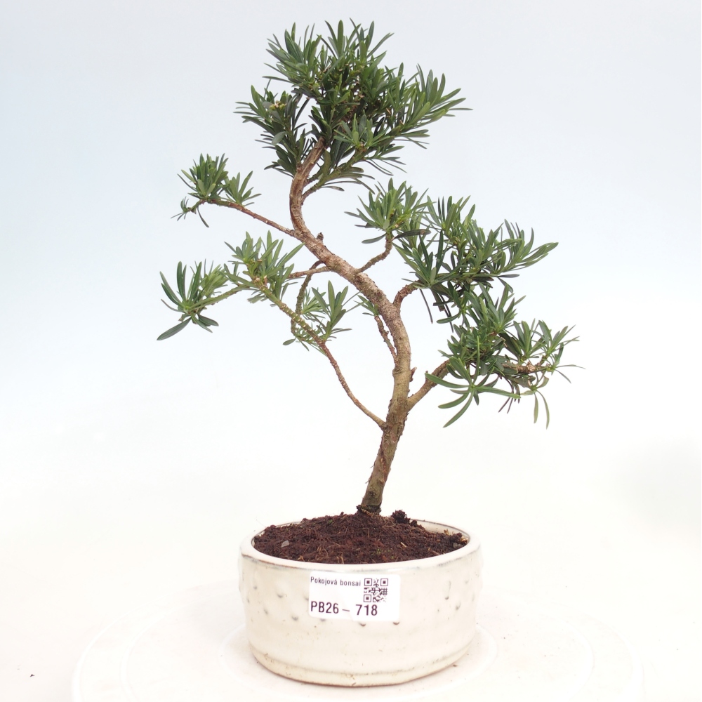 Pokój bonsai - Podocarpus - Kamienny cis