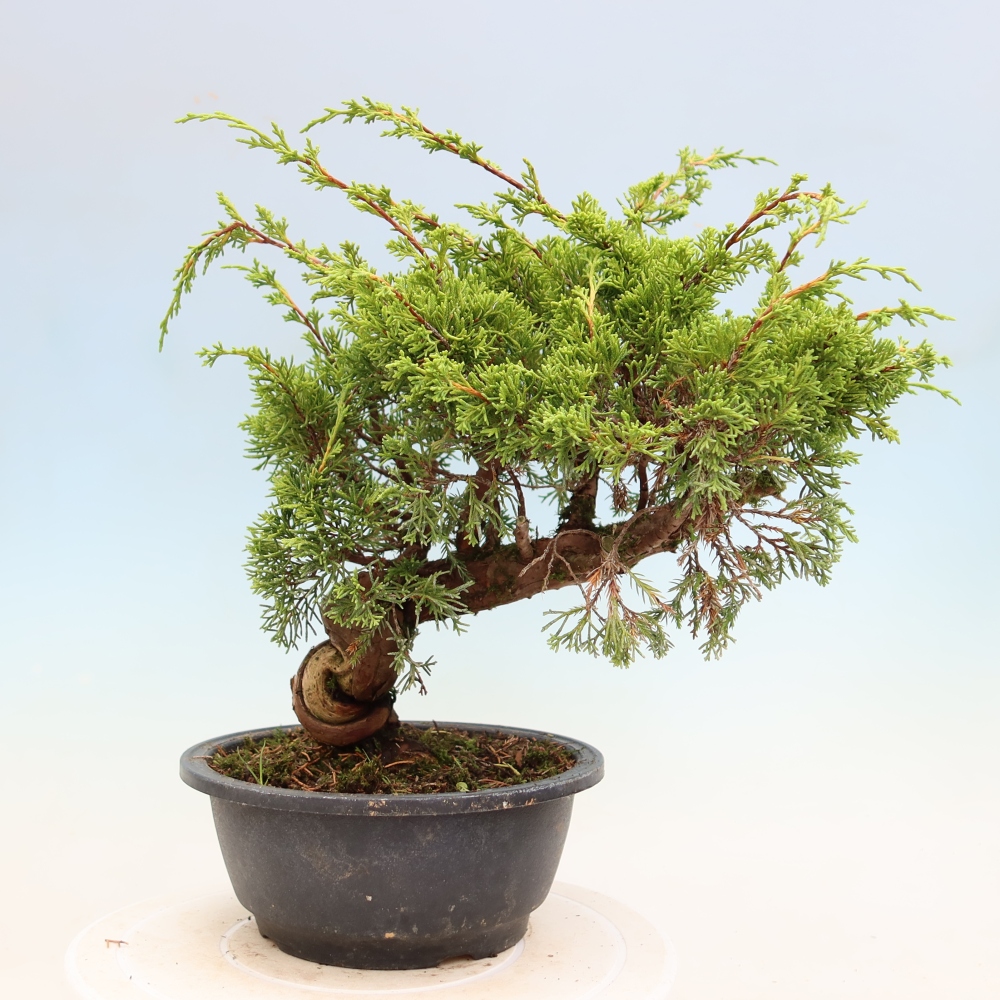Bonsai ogrodowe – Juniperus chinensis Itoigawa – jałowiec chiński