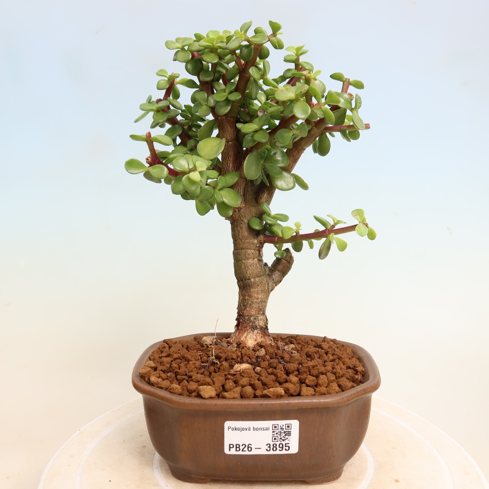 Pokój bonsai - Portulakaria Afra - Tlustice