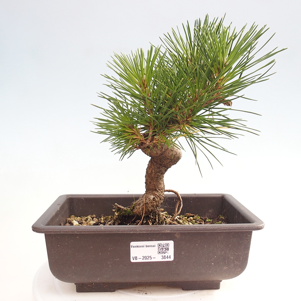 Outdoor bonsai - Pinus thunbergii - sosna Thunberga