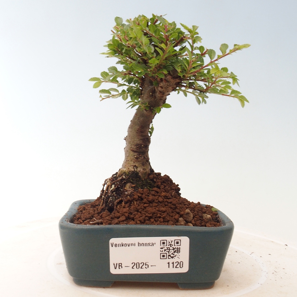 Bonsai zewnętrzne - Ulmus parvifolia Sagei - Wiąz drobnolistny