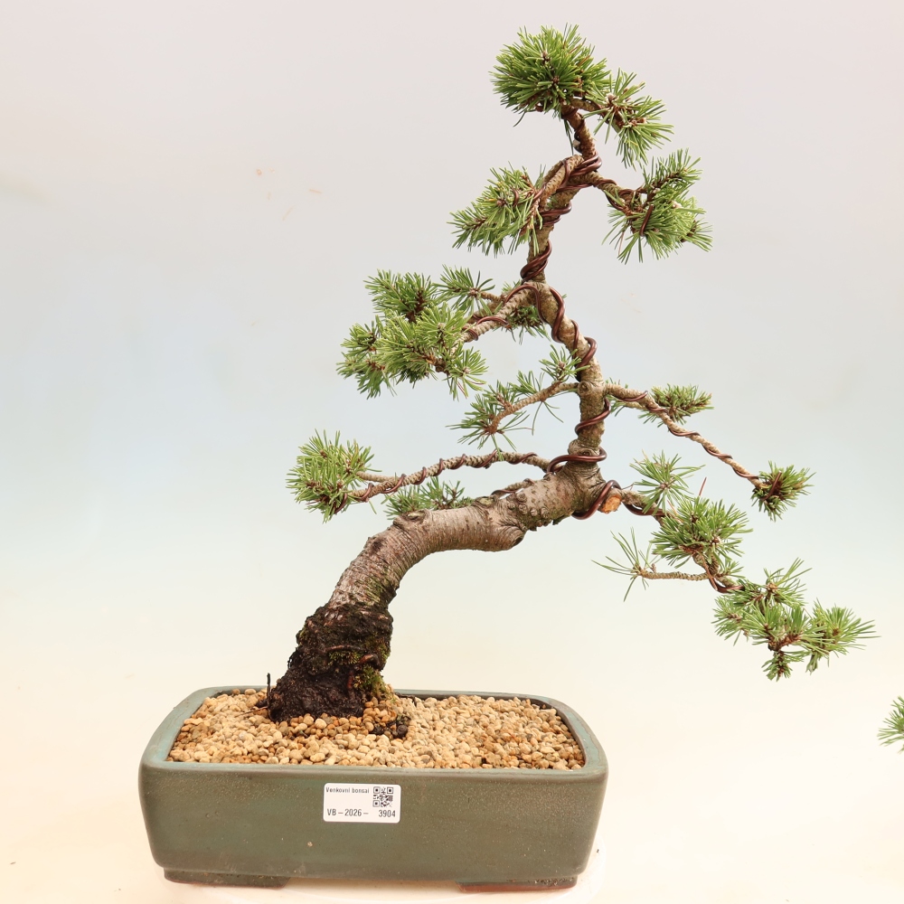 Bonsai ogrodowe – Pinus mugo Humpy – sosna karłowata